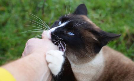 如何解读猫的行为以降低被猫咬伤的风险