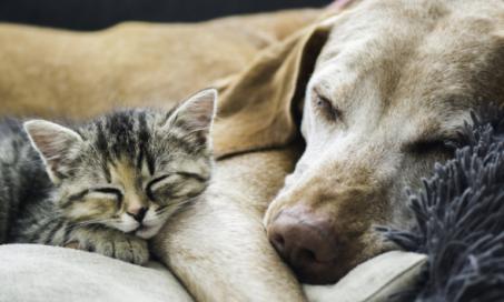 3 Top Cat and Dog Health Issues