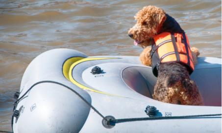 带你最好的朋友划船的狗的安全提示