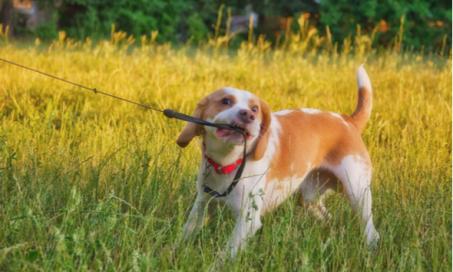 Why Your Dog Won’t Walk on the Leash, From Dog Training to Health Issues