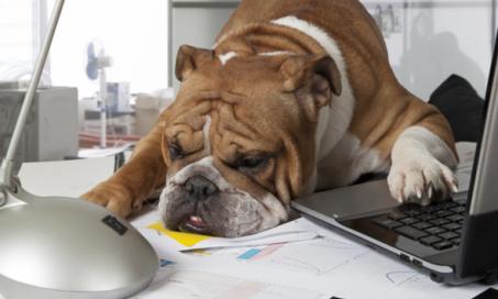 Your Dog Etiquette Checklist for Having Dogs at Work