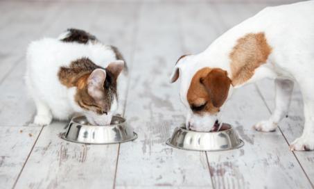 兽医对无谷物狗粮和无谷物猫粮的看法