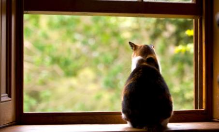 Can an Indoor Cat Be a Part-Time Outdoor Cat?
