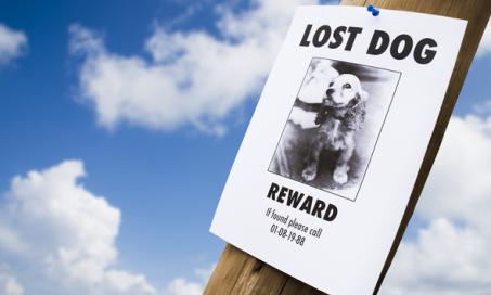 Lost Pets: What to Do If Your Pet Gets Lost on Vacation