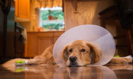 5 Unique Ways to Provide Mental Stimulation After Dog Surgeries