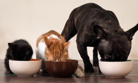 5混合宠物食物的注意事项