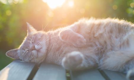 猫的日光性皮炎:如何预防猫晒伤