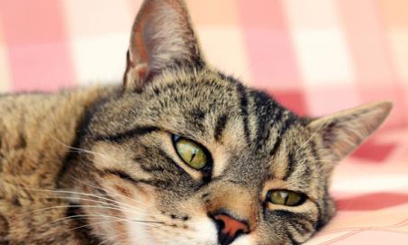 Treating Upper Respiratory Infections in Cats