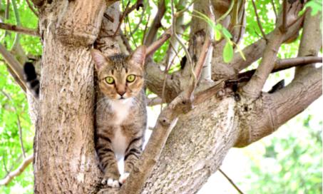 为什么猫被困在树上?