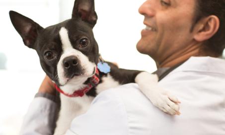 犬癌症疫苗:它们是什么?它们有什么作用?