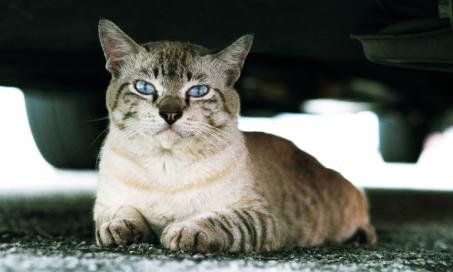 Cat Safety: What to Do If Your Cat Is Hit by a Car