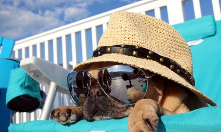 Summer Animal Safety Tips for Beating the Heat