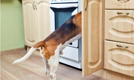 狗狗安全警告:零食袋对宠物有严重的窒息风险