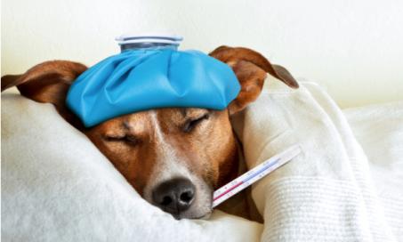 纽约布鲁克林确诊H3N2犬类流感病例