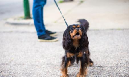 These Dog Training Tips Can Help Your Pup Overcome Leash Reactivity