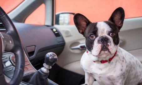 How to Relieve Dog Travel Anxiety