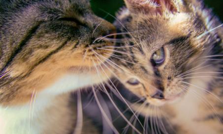 How Do Calming Dog and Cat Pheromones Work?