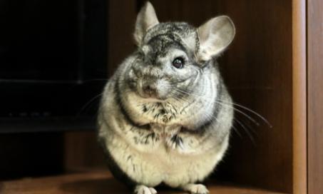 Have You Ever Seen Your Pet Chinchilla or Guinea Pig Popcorning?