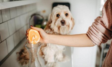 Can Dogs Eat Oranges?