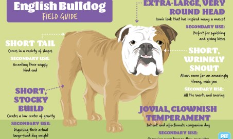 English Bulldog Field Guide