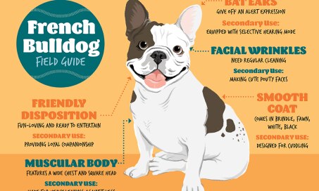 French Bulldog Field Guide