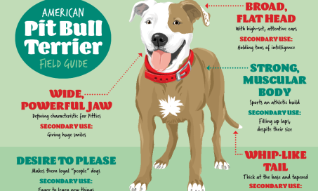 American Pit Bull Terrier Field Guide