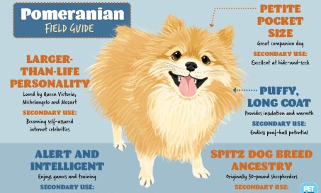 Pomeranian Field Guide