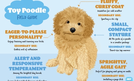 Toy Poodle Field Guide