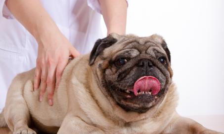 When to See a Dog Chiropractor and What They Can Do