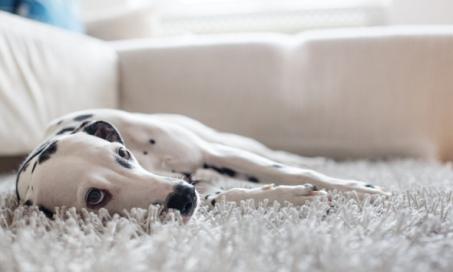 Can Dogs Get Food Poisoning?
