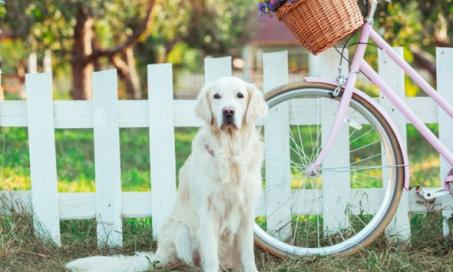 Tips for Safely Biking With Your Dog