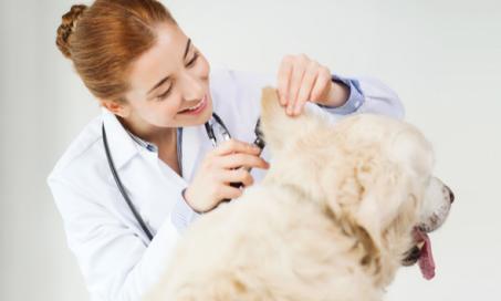 What is Normal Earwax for Pets?