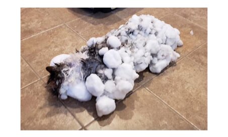 卡利斯佩尔动物诊所挽救冰冻猫