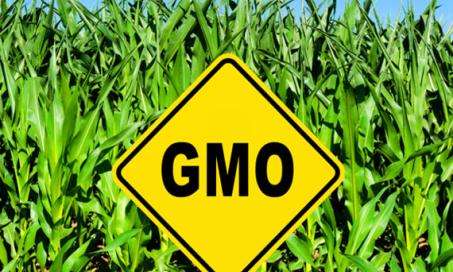 Is GMO-Free Pet Food Safer than Regular Pet Food?