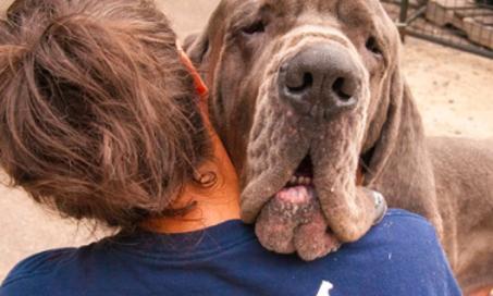 Great Dane Breeder Found Guilty of Animal Cruelty