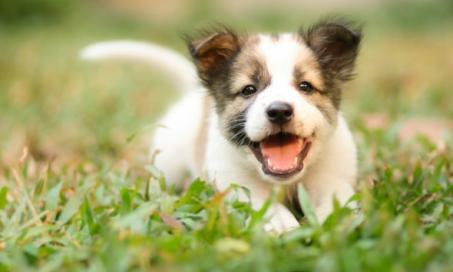 How To Understand What Your New Puppy Is Telling You
