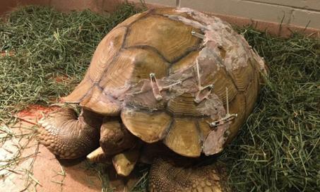 小矮胖子被重新组装起来:精神基金帮助修复乌龟的破壳