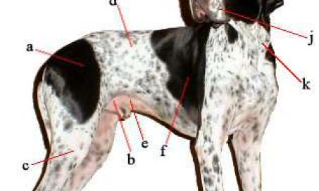 Ten easy steps to a FULL physical examination for your pet