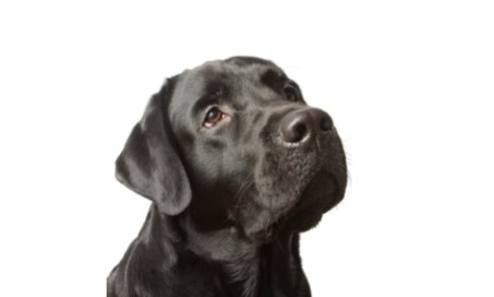 Obesity is a Common Problem in Labrador Retrievers