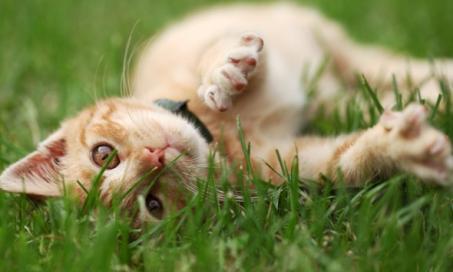 How to Choose the Safest Flea Treatment for Your Cat