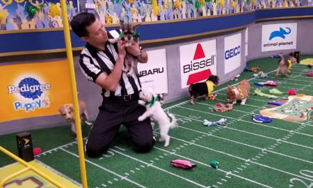 8 Things You Didn’t Know About the Puppy Bowl