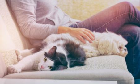 Pet Safety Tips for Pet-Proofing Your Home