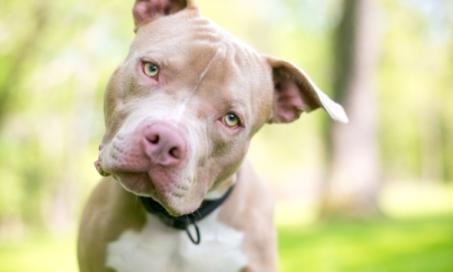 8 Things Animal Shelters Want You to Know About Pit Bull Dogs