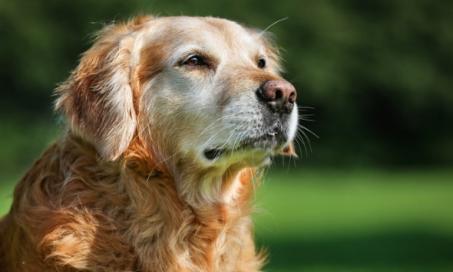 10 Signs of Cancer in Dogs