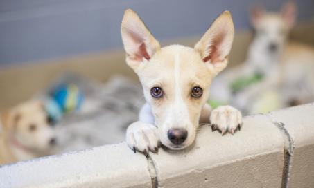 Study Shows Animal Shelters Often Misidentify Dog Breeds