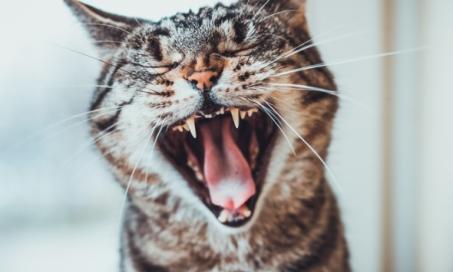 猫掉牙正常吗?