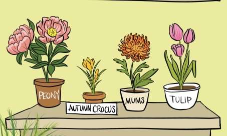 12 Plants That Are Poisonous for Dogs and Cats
