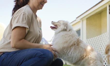 4个关键的狗狗训练提示，可以挽救你的狗狗的生命