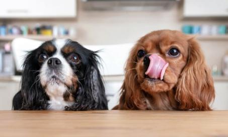 How to Give a Dog a Pill Using Foods That Are Safe