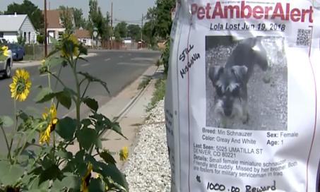 美国士兵丢失的狗在失踪两个月后被找到